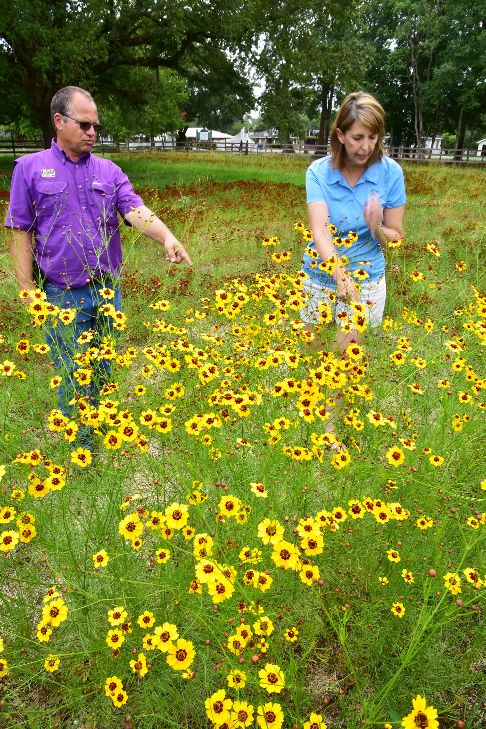 AgCenter agent creates pollinator habitat 